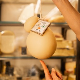 Caciocavallo Silano Dop in mano