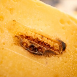 formaggio ragusano dop dettaglio marchiatura