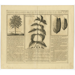 Immagine albero e foglie albero del caffè